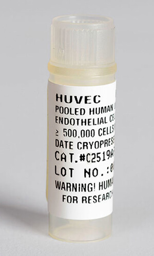 ԭĚo}ƤB Human Umbilical Vein Endothelial Cells MediumLONZAԭЇһ