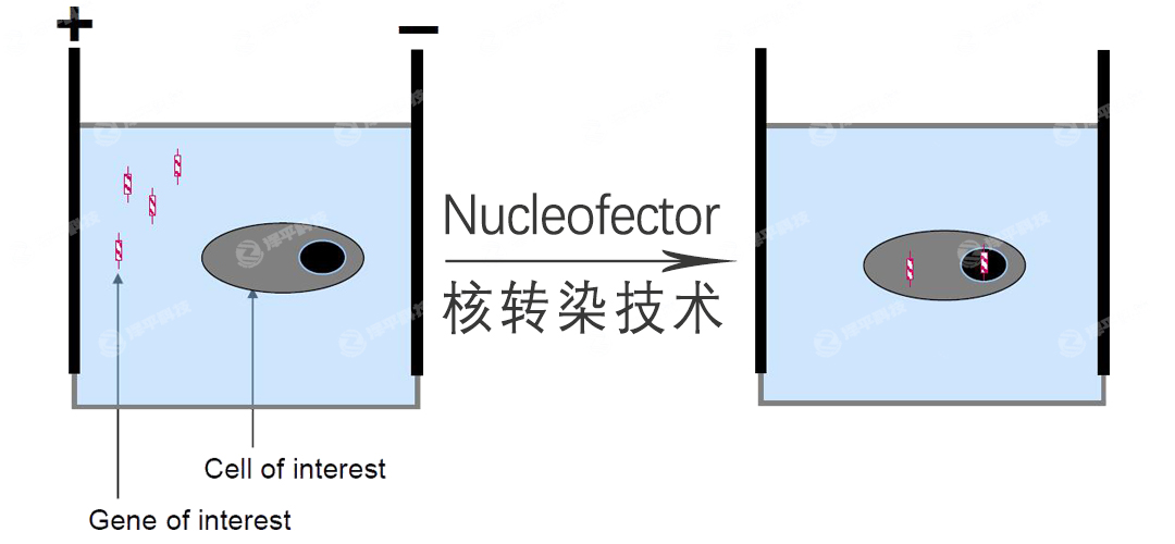 lonza NucleofectorDȾg(sh) ƽ