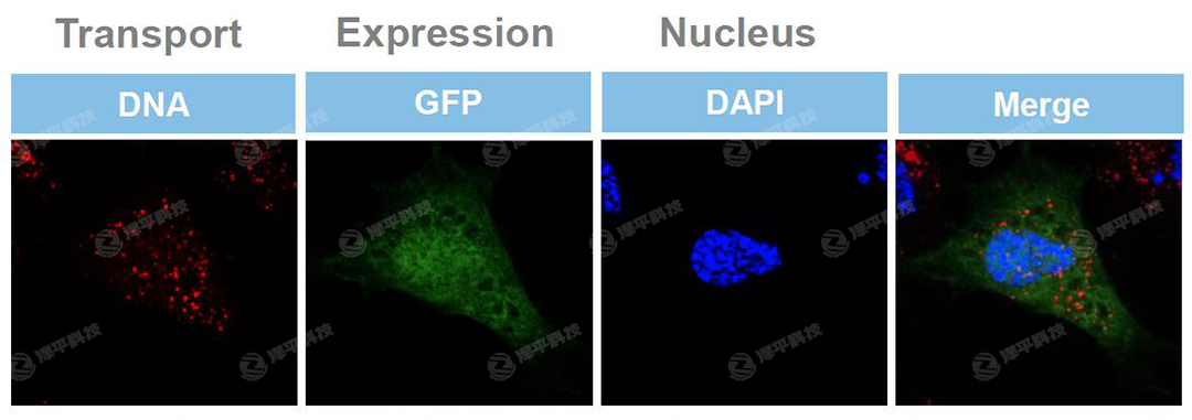 lonzaDxDȾGFP|(zh)2Сr(sh)^(gun)쵽ױ_ ̱ƽ